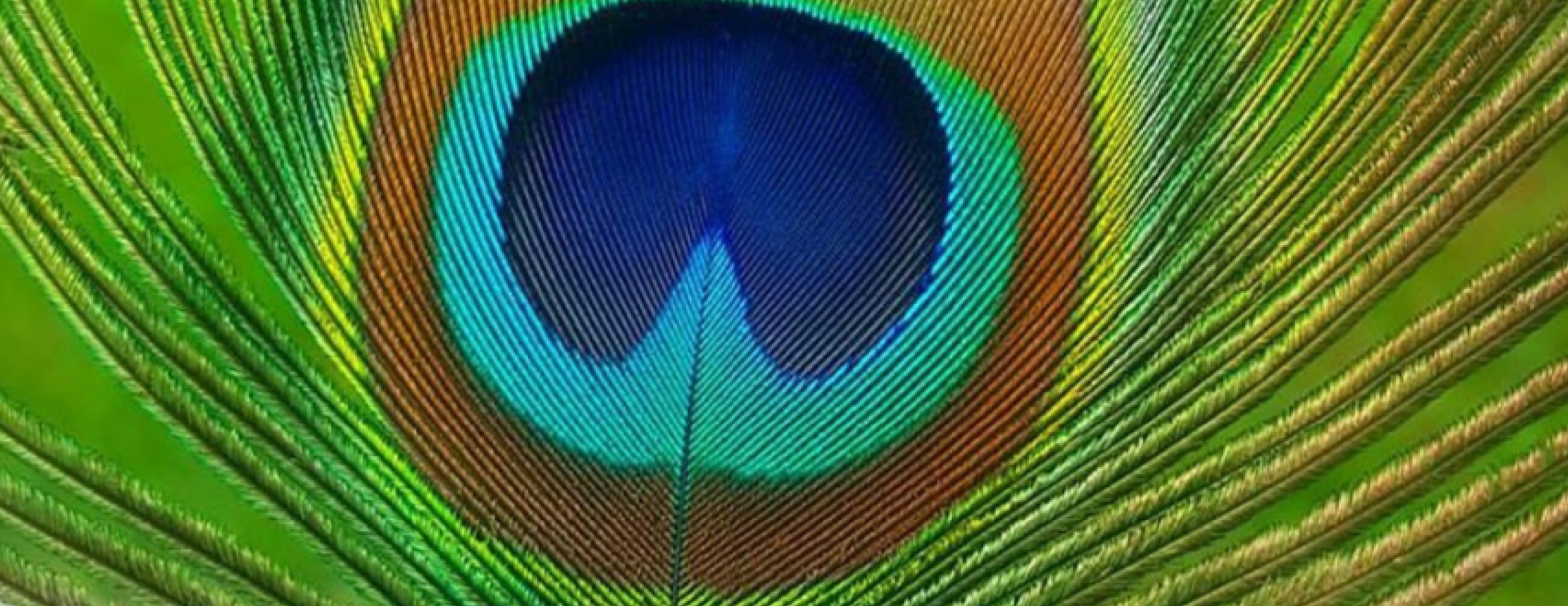 Sogni e Simboli interiori